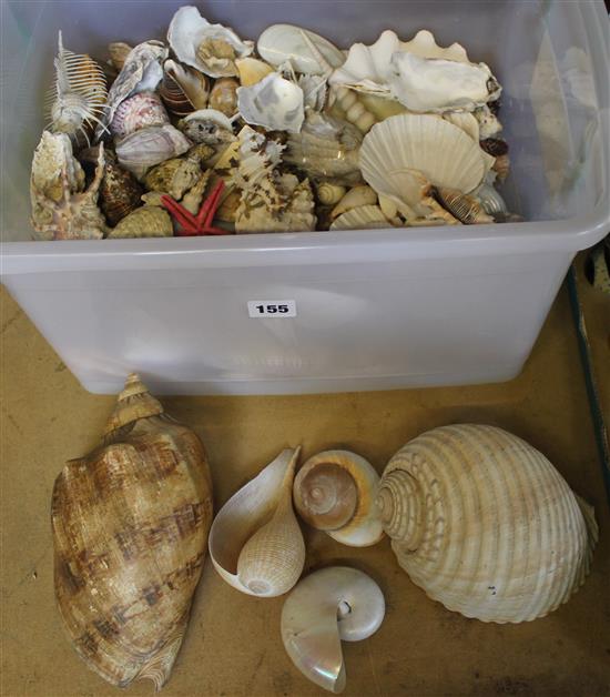 Qty of sea shells